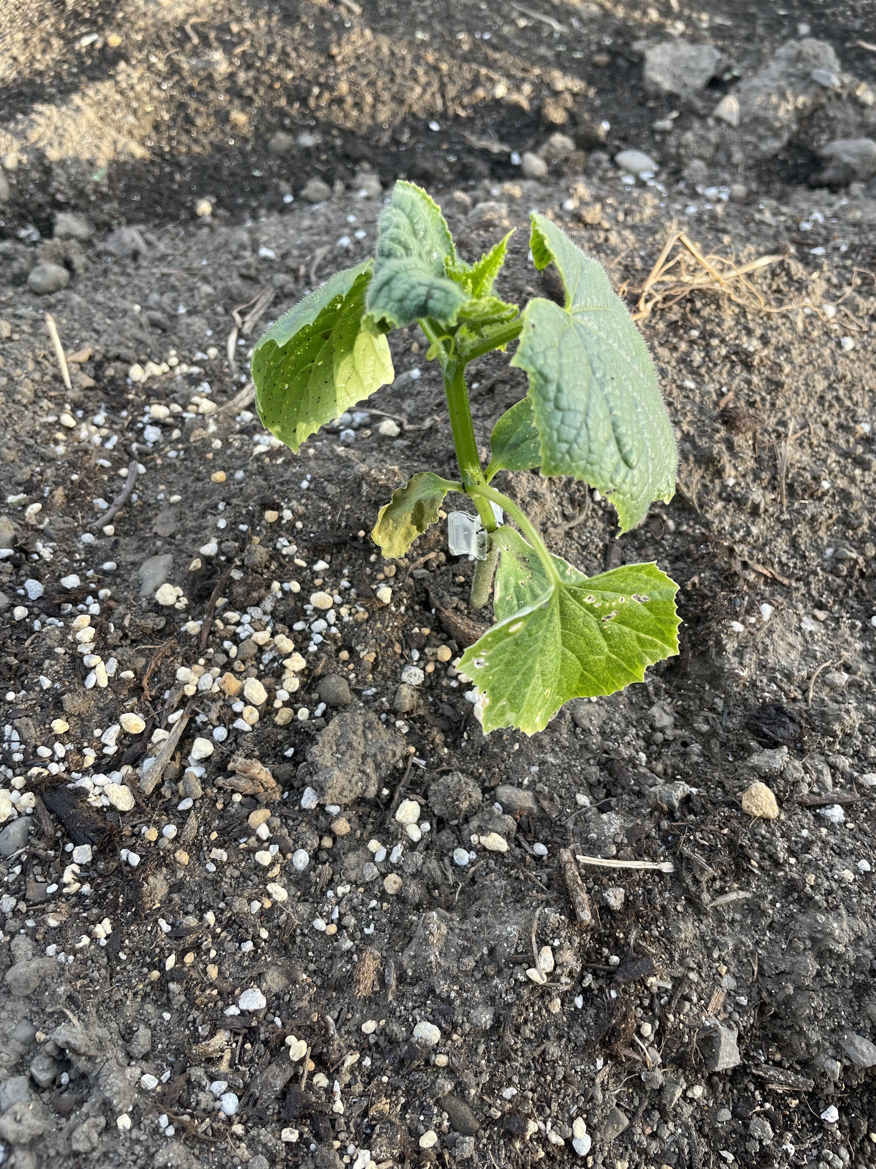 キュウリの苗